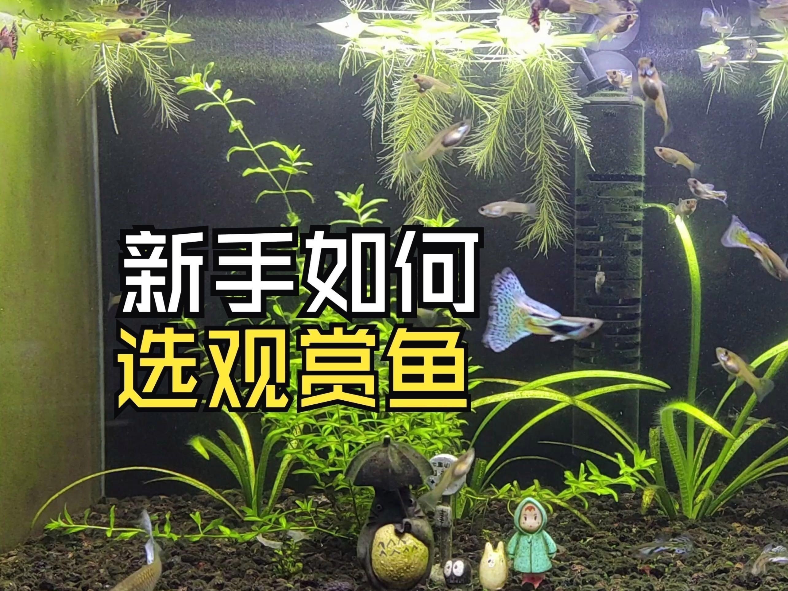 如何挑選健康觀賞魚