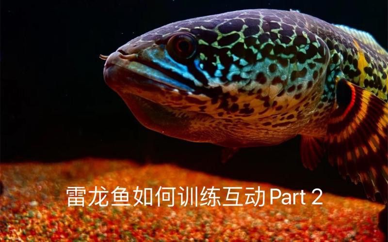 如何預防雷龍魚趴缸