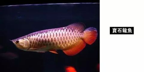 龍魚品種圖鑒（紅龍魚的飼養(yǎng)技巧及其特點介紹紅龍魚的飼養(yǎng)技巧） 龍魚品種圖鑒（紅龍魚的飼養(yǎng)技巧及其特點介紹紅龍魚的飼養(yǎng)技巧） 龍魚百科 第3張
