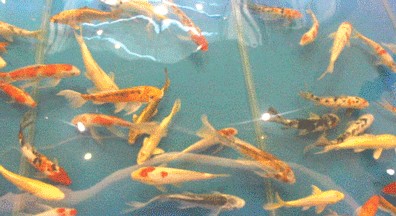 養(yǎng)龍魚的樂(lè)趣有哪些作文怎么寫：養(yǎng)龍魚的樂(lè)趣
