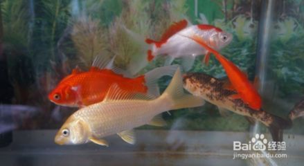 養(yǎng)龍魚的樂(lè)趣有哪些作文怎么寫：養(yǎng)龍魚的樂(lè)趣