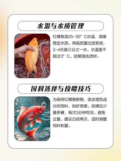 古典藍龍魚的最佳混養伙伴有哪些？ 古典藍龍魚的最佳混養伙伴有哪些？ 龍魚百科 第1張