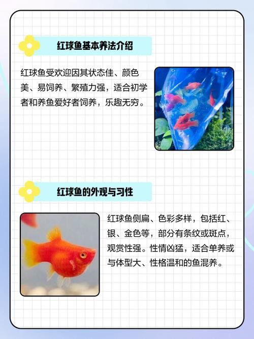 古典藍龍魚的最佳混養伙伴有哪些？ 古典藍龍魚的最佳混養伙伴有哪些？ 龍魚百科 第5張