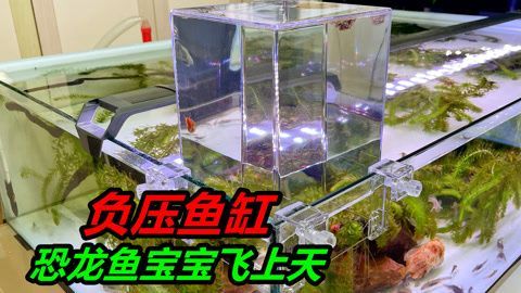 恐龍魚不進食能活多久，關于恐龍魚不進食能活多久的詳細信息