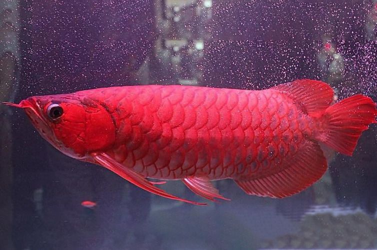 紅龍魚能長到多少厘米呢，