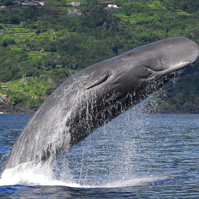 藍(lán)鯨vs抹香鯨 藍(lán)鯨vs抹香鯨 龍魚百科 第6張
