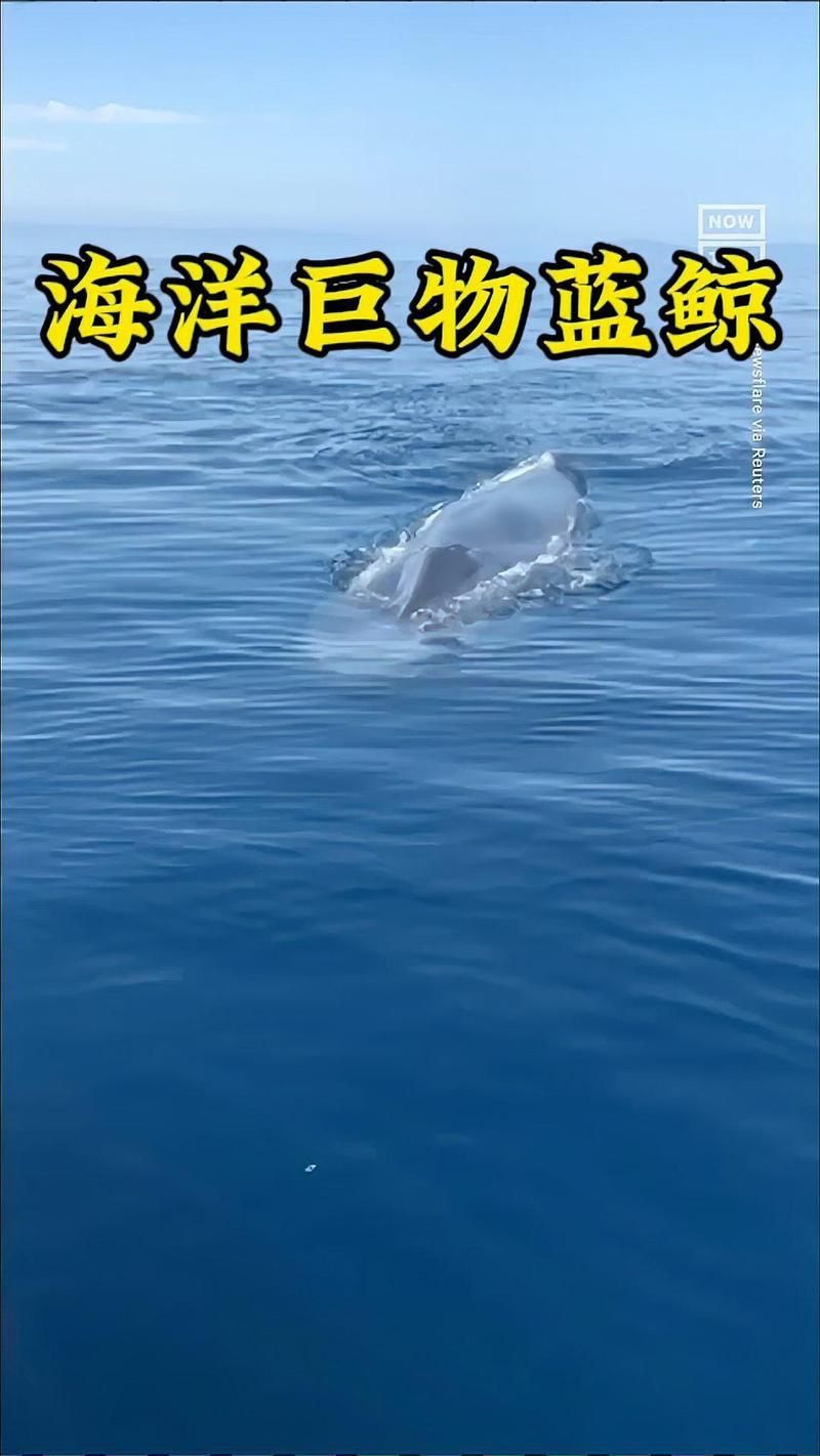 藍(lán)鯨vs抹香鯨 藍(lán)鯨vs抹香鯨 龍魚百科 第5張