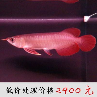 今年龍魚價(jià)格多少（2024年的龍魚價(jià)格因品種、體型、發(fā)色狀況和年齡等因素差異）
