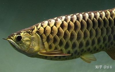 巧克力金龍魚：巧克力金龍魚是什么？ 巧克力金龍魚：巧克力金龍魚是什么？ 龍魚百科 第2張