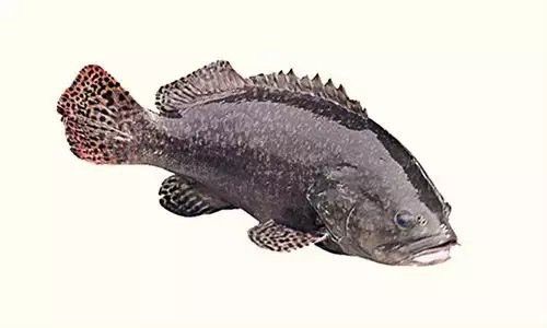 石斑魚又稱龍魚嗎