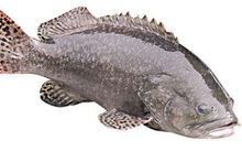 石斑魚又稱龍魚嗎