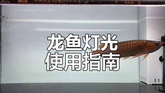 龍魚用什么燈光養(yǎng)好一點(diǎn)