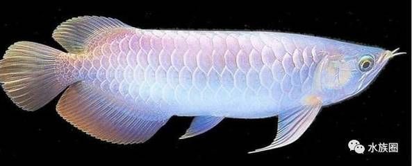 有兩條側線的龍魚（關于龍魚側線的一些信息）