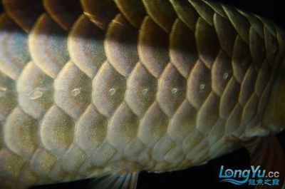 有兩條側線的龍魚（關于龍魚側線的一些信息）