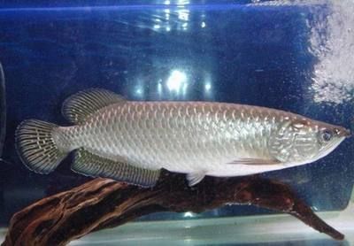 有兩條側線的龍魚（關于龍魚側線的一些信息）