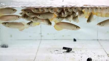 龍魚檢疫完不吃食，龍魚檢疫后不吃食可能由多種因素引起龍魚拒食 龍魚檢疫完不吃食，龍魚檢疫后不吃食可能由多種因素引起龍魚拒食 龍魚百科 第5張