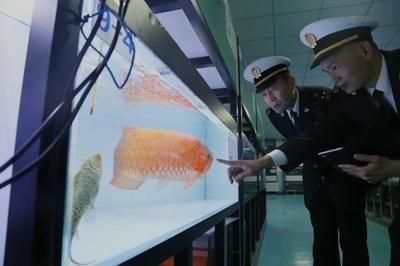 龍魚檢疫完不吃食，龍魚檢疫后不吃食可能由多種因素引起龍魚拒食 龍魚檢疫完不吃食，龍魚檢疫后不吃食可能由多種因素引起龍魚拒食 龍魚百科 第2張