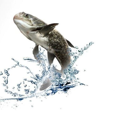 龍魚大湖魚是什么意思