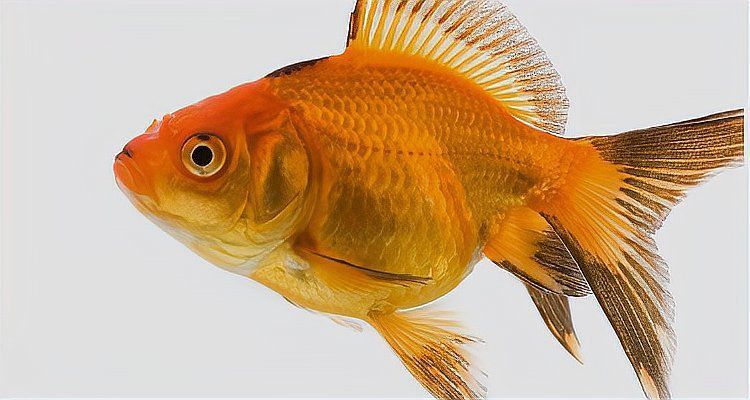 金魚是用什么呼吸的