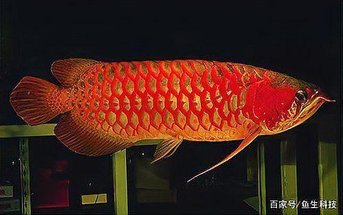 原生龍魚與進口龍魚區別 原生龍魚與進口龍魚區別 龍魚百科 第3張