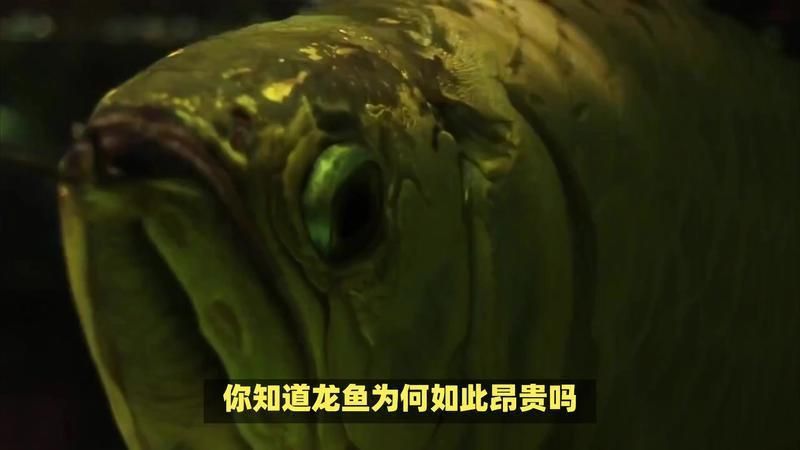 原生龍魚與進口龍魚區別 原生龍魚與進口龍魚區別 龍魚百科 第11張