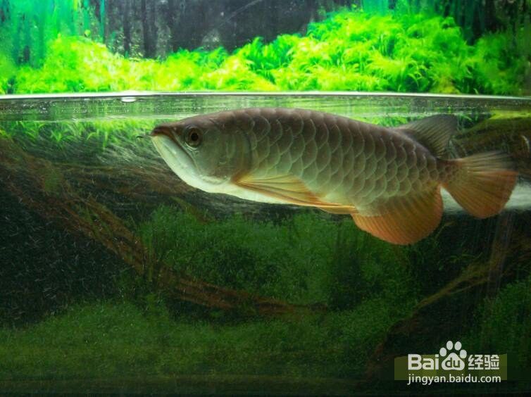 如何預防龍魚駝背？