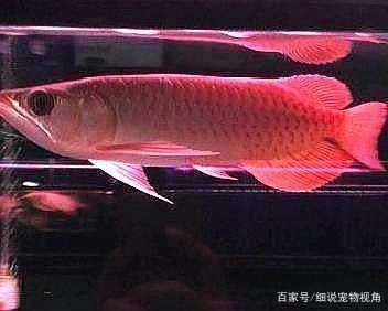 龍魚不吃食有什么辦法：當(dāng)龍魚突然不進食，飼養(yǎng)者應(yīng)檢查水質(zhì)、避免環(huán)境刺激和疾病