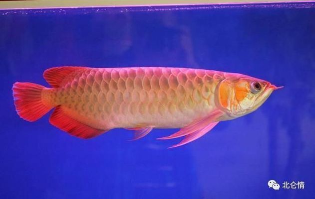 龍魚一般多少錢一斤：龍魚一般多少錢一斤？ 龍魚一般多少錢一斤：龍魚一般多少錢一斤？ 龍魚百科 第1張