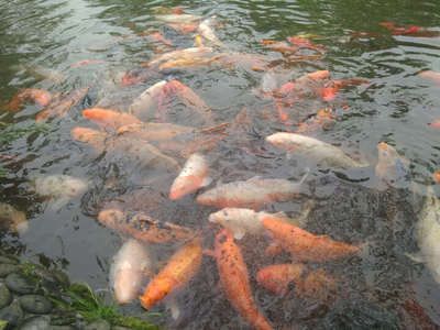 羅漢魚能吃龍魚飼料嗎：羅漢魚是否能吃龍魚飼料 羅漢魚能吃龍魚飼料嗎：羅漢魚是否能吃龍魚飼料 龍魚百科 第5張