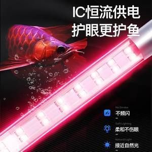 紅龍魚和黃龍魚能混養嗎：紅龍魚和黃龍魚混養需要注意什么？