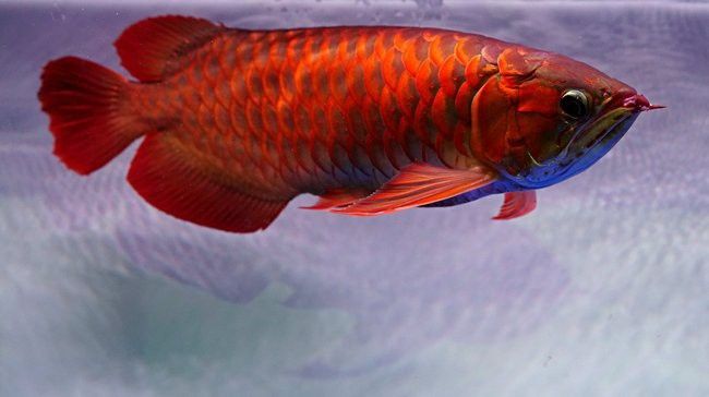 紅龍魚圖片高清視頻素材無水印