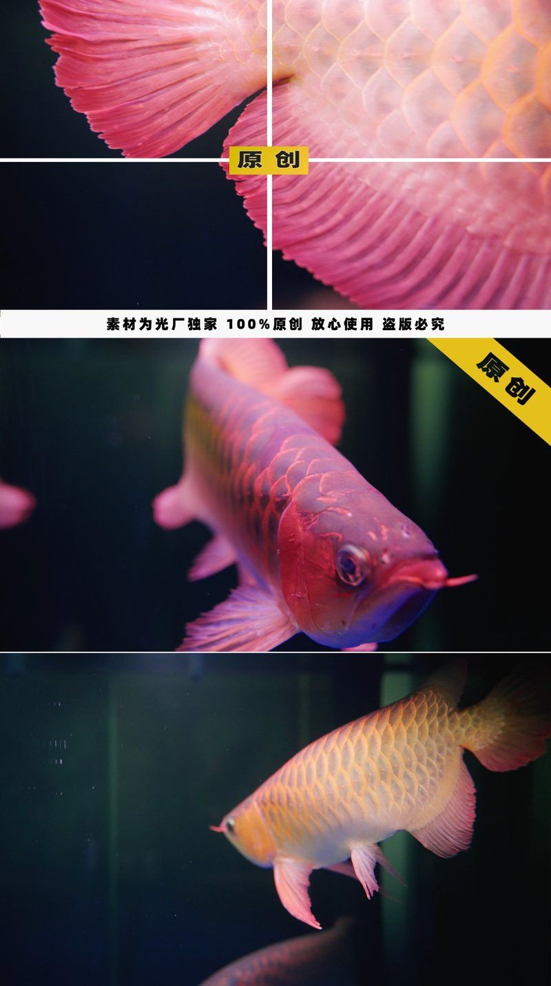 紅龍魚圖片高清視頻素材無水印