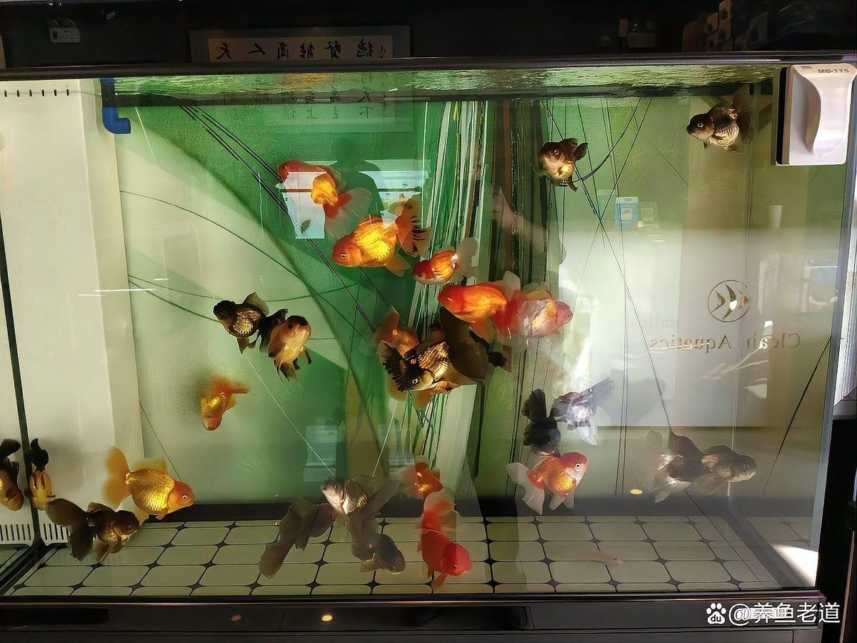 藍龍魚繁殖期有哪些行為表現？