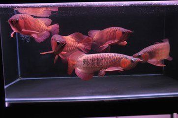 六角龍魚(yú)喂什么最好：六角龍魚(yú)水溫多少度適應(yīng)