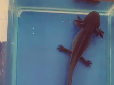 六角龍魚(yú)喂什么最好：六角龍魚(yú)水溫多少度適應(yīng)