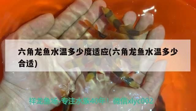 六角龍魚喂什么最好：六角龍魚水溫多少度適應