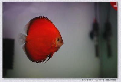 紅色的龍魚（紅色的龍魚是什么樣的）