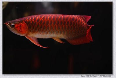 紅色的龍魚（紅色的龍魚是什么樣的）