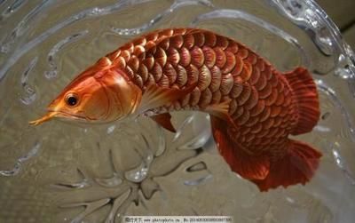 買龍魚去哪里買便宜又好（廣州花地灣龍魚市場地址拼多多購買龍魚注意事項）