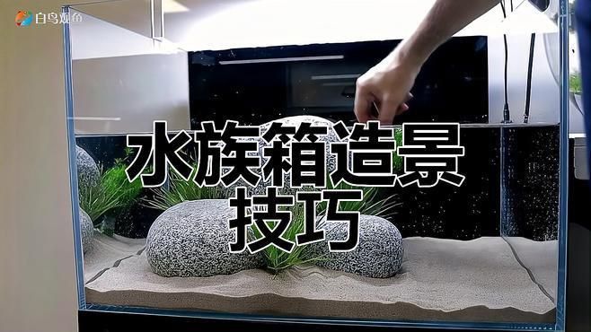 龜魚共養需要多大的水族箱？ 龜魚共養需要多大的水族箱？ 龍魚百科 第3張