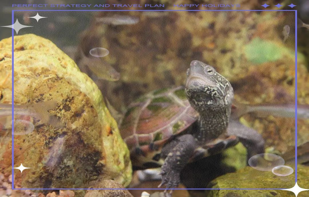 龜魚共養需要多大的水族箱？ 龜魚共養需要多大的水族箱？ 龍魚百科 第1張