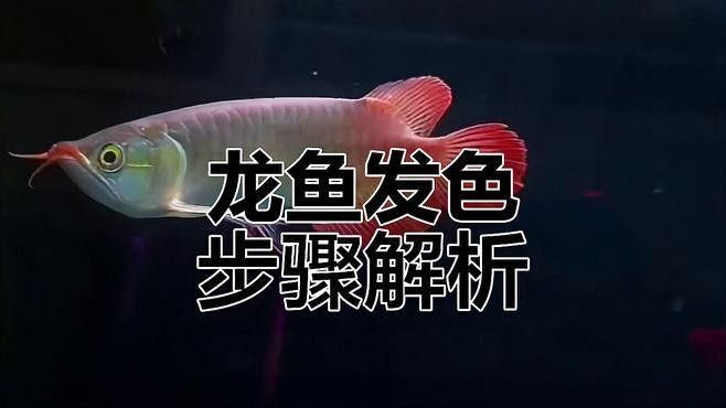 龍魚第一鱗框發色有哪些階段