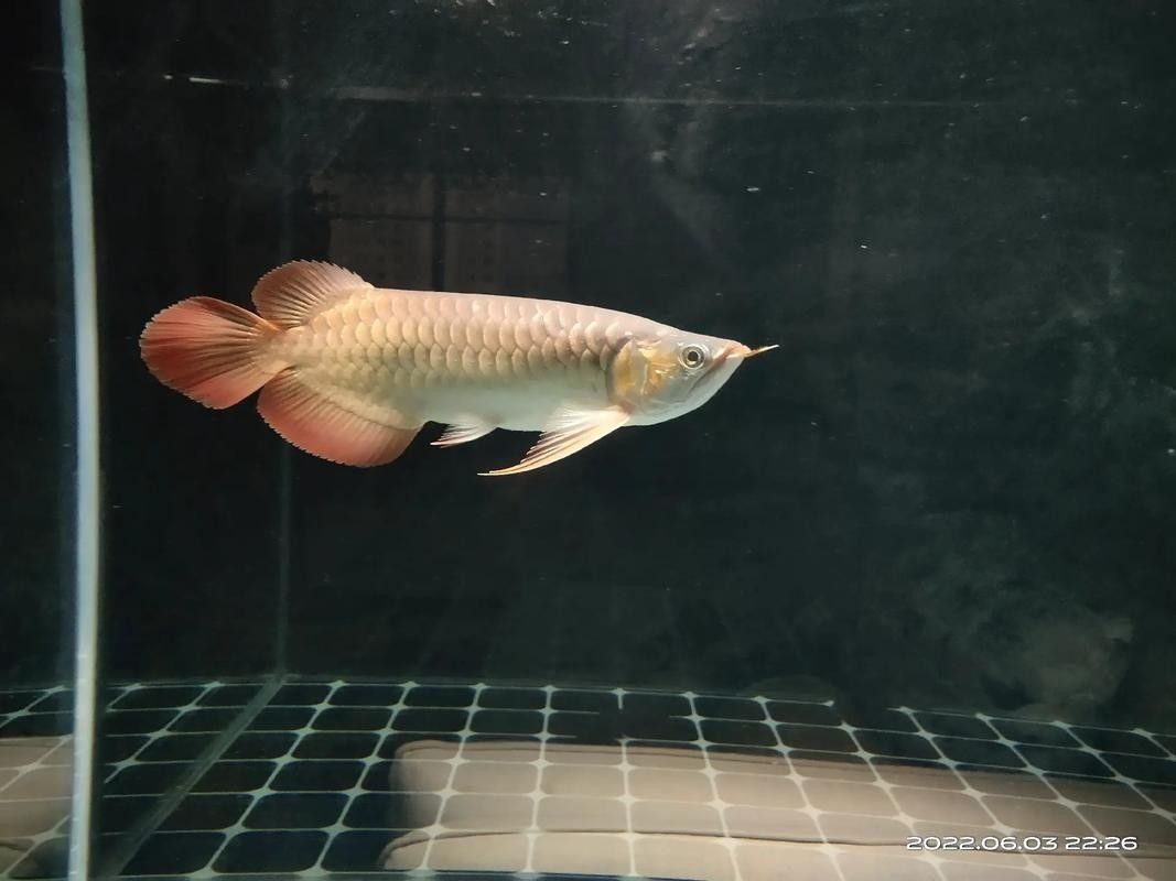 龍魚第一鱗框發色有哪些階段
