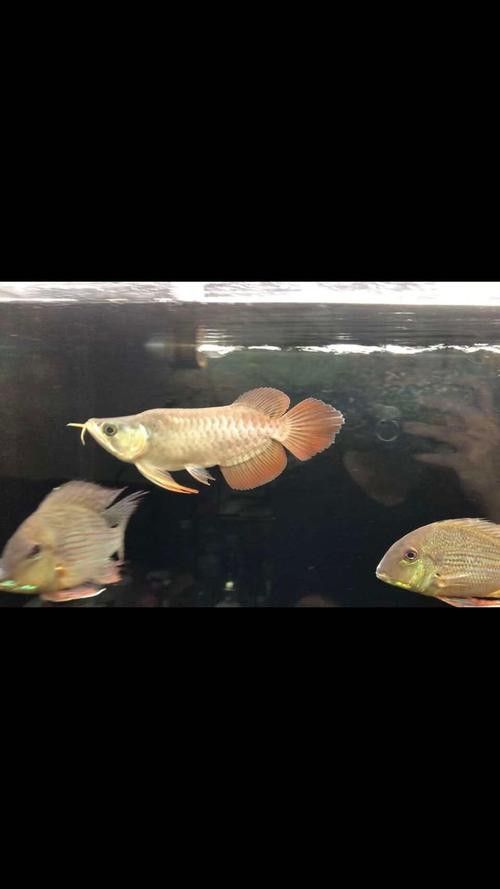 龍魚第一鱗框發色有哪些階段