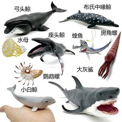 大白鯊魚，世界上最大的食肉魚類——大白鯊 大白鯊魚，世界上最大的食肉魚類——大白鯊 龍魚百科 第4張
