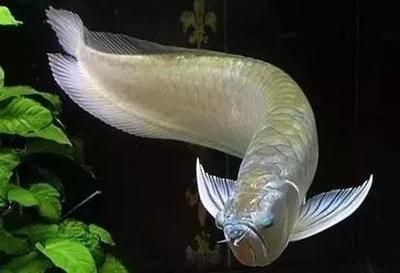 龍魚身上一層白色的膜是什么：龍魚身上出現一層白色的膜可能是由多種因素引起的