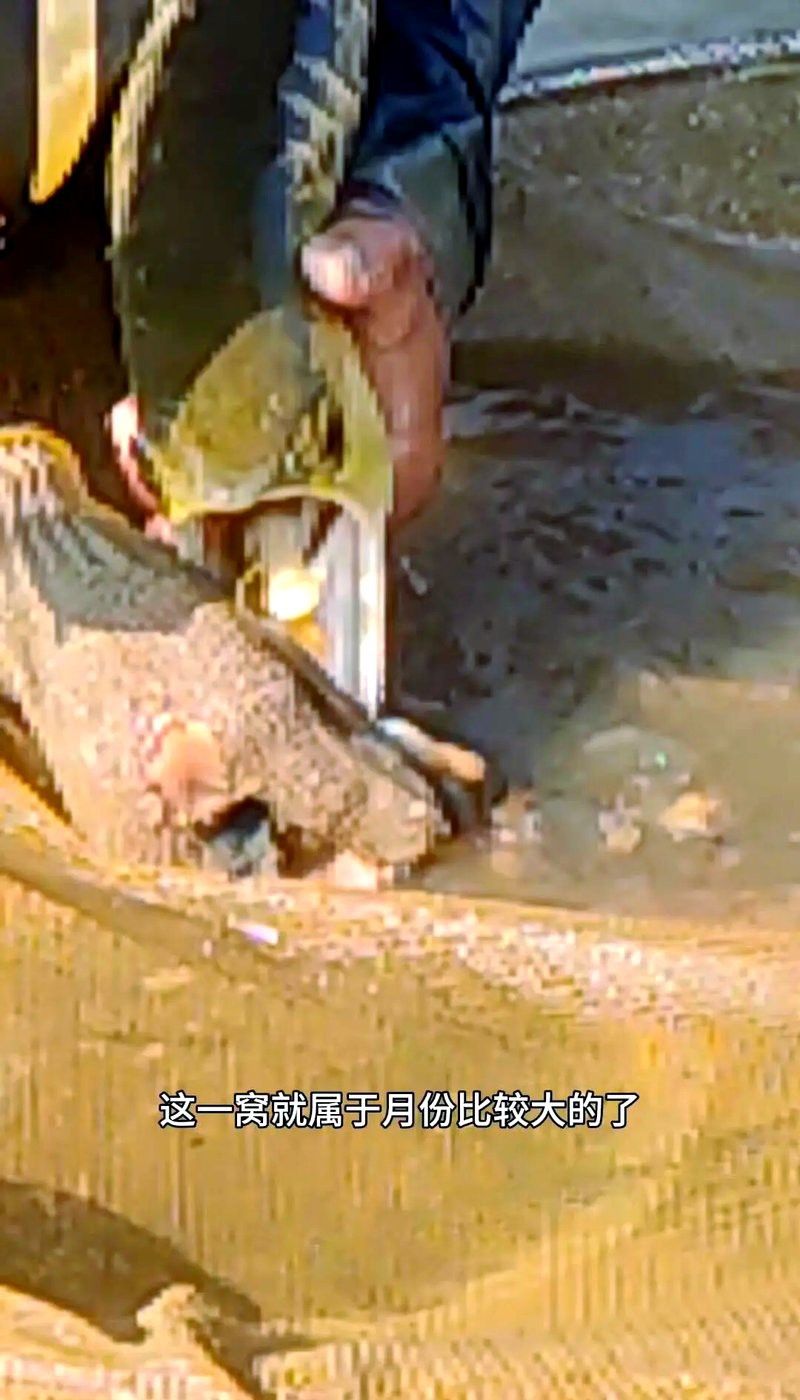 金龍魚繁殖期需要多久 金龍魚繁殖期需要多久 龍魚百科 第4張