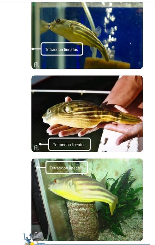 斑馬狗頭可以和恐龍魚混養嗎圖片大全