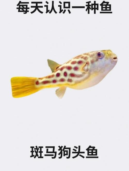 斑馬狗頭可以和恐龍魚混養嗎圖片大全