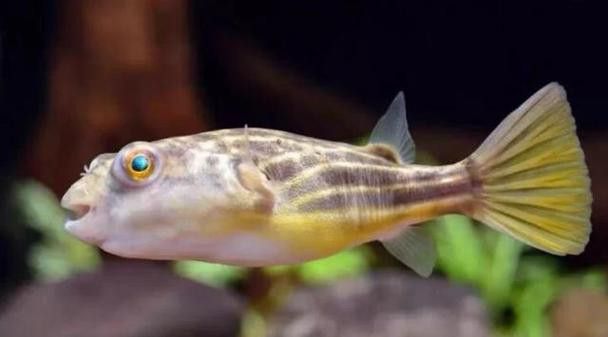 斑馬狗頭可以和恐龍魚混養嗎圖片大全